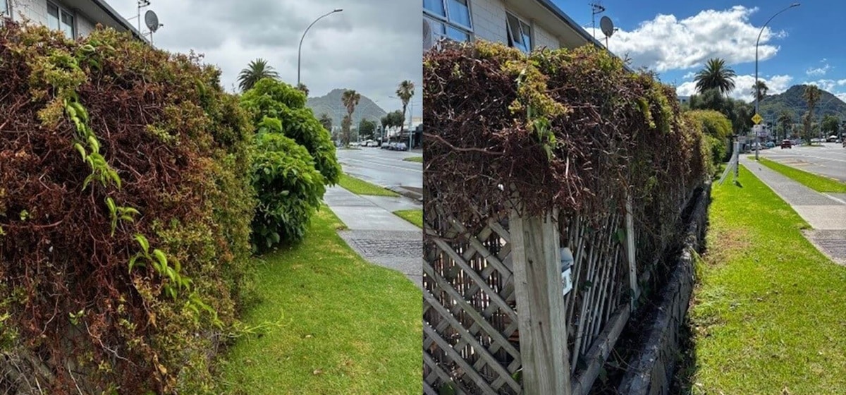 Overgrown Hedge Without Text